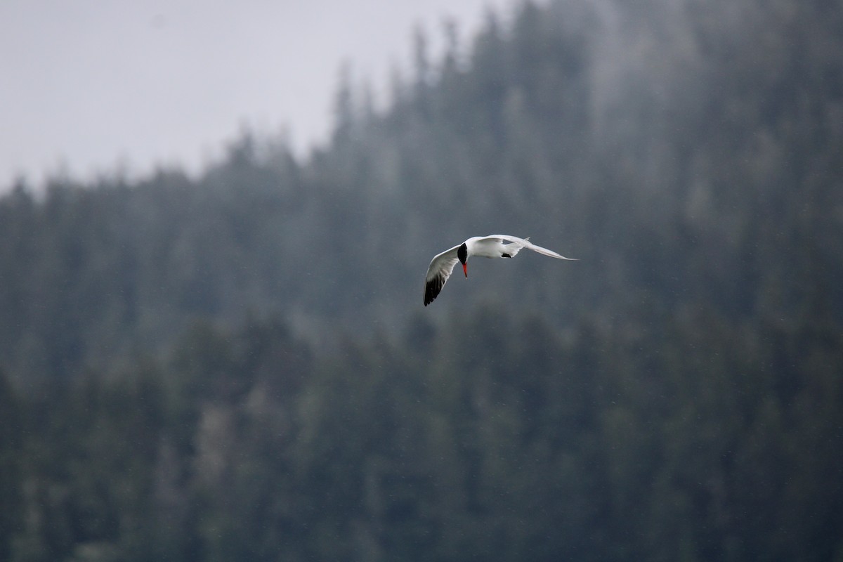 Caspian Tern - ML620719949