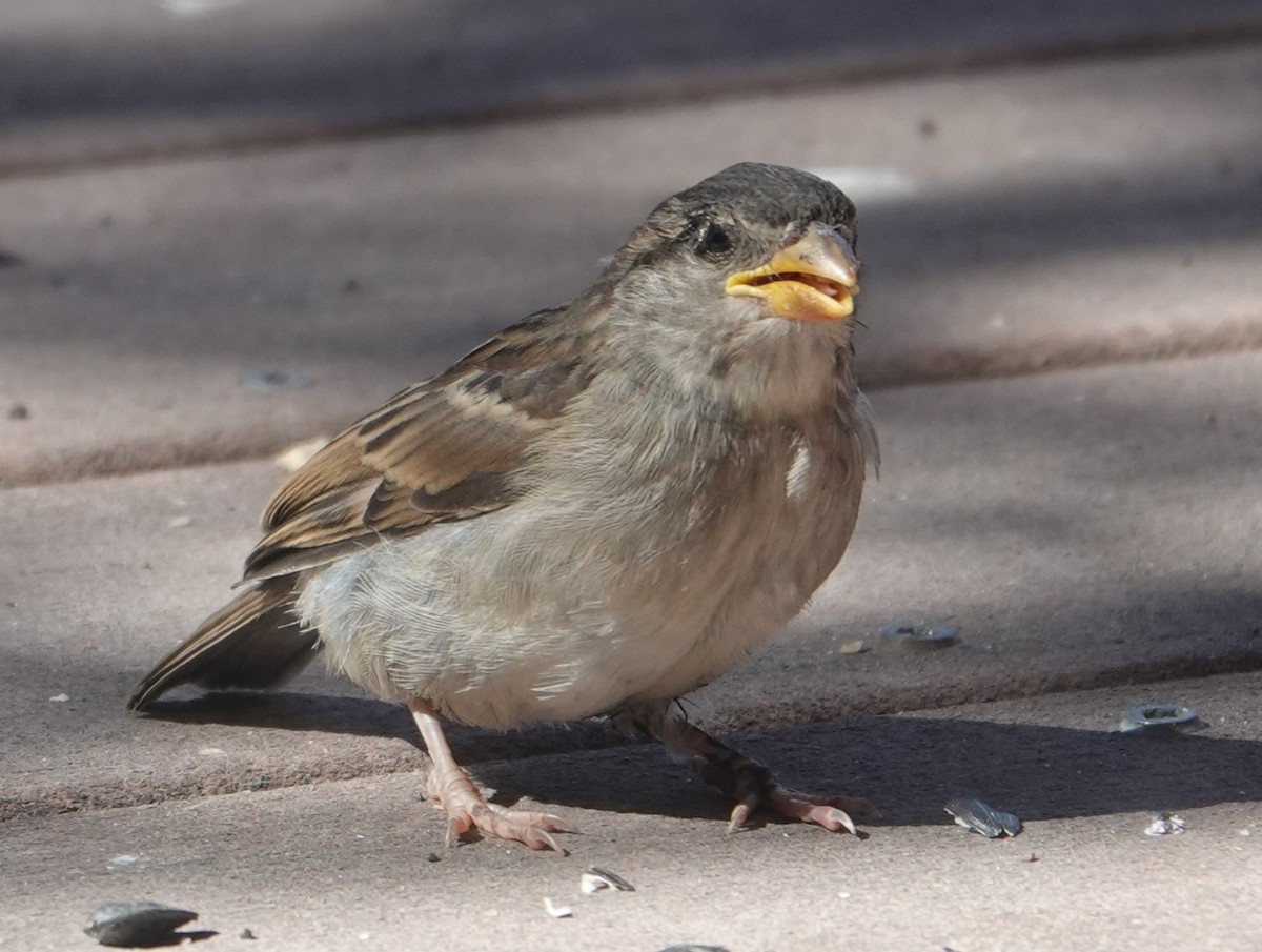 House Sparrow - ML620719950