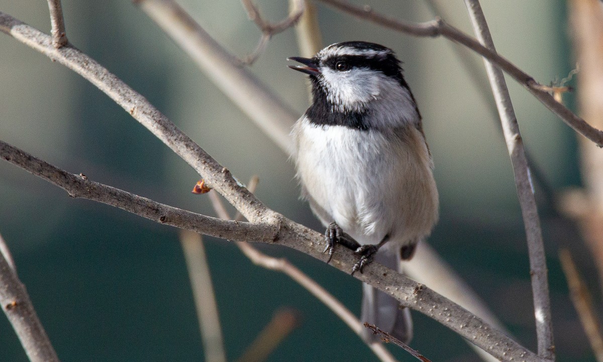 Mountain Chickadee - ML620719956