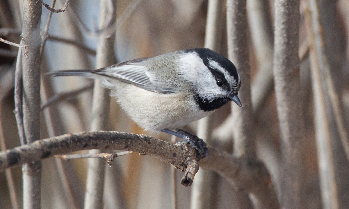 Mountain Chickadee - ML620719957