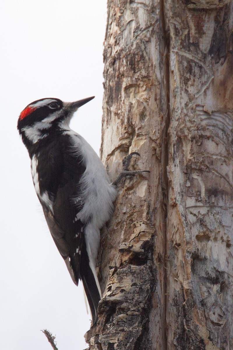 Hairy Woodpecker (Rocky Mts.) - ML620719960