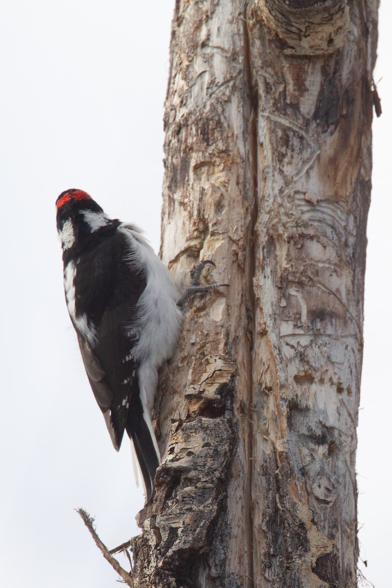 Hairy Woodpecker (Rocky Mts.) - ML620719961