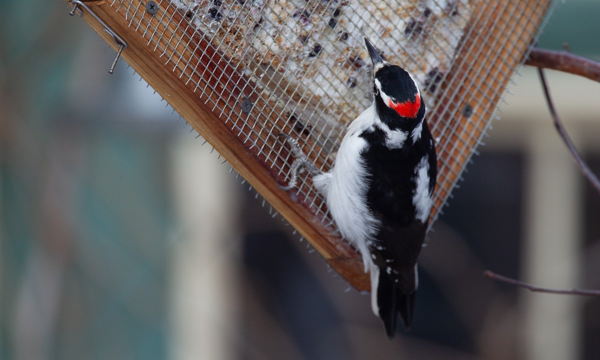 Hairy Woodpecker (Rocky Mts.) - ML620719962