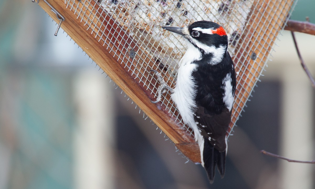 Hairy Woodpecker (Rocky Mts.) - ML620719963