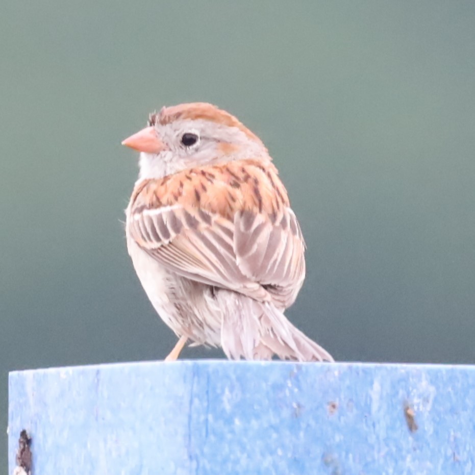 Field Sparrow - Charles (PAT) Dollard