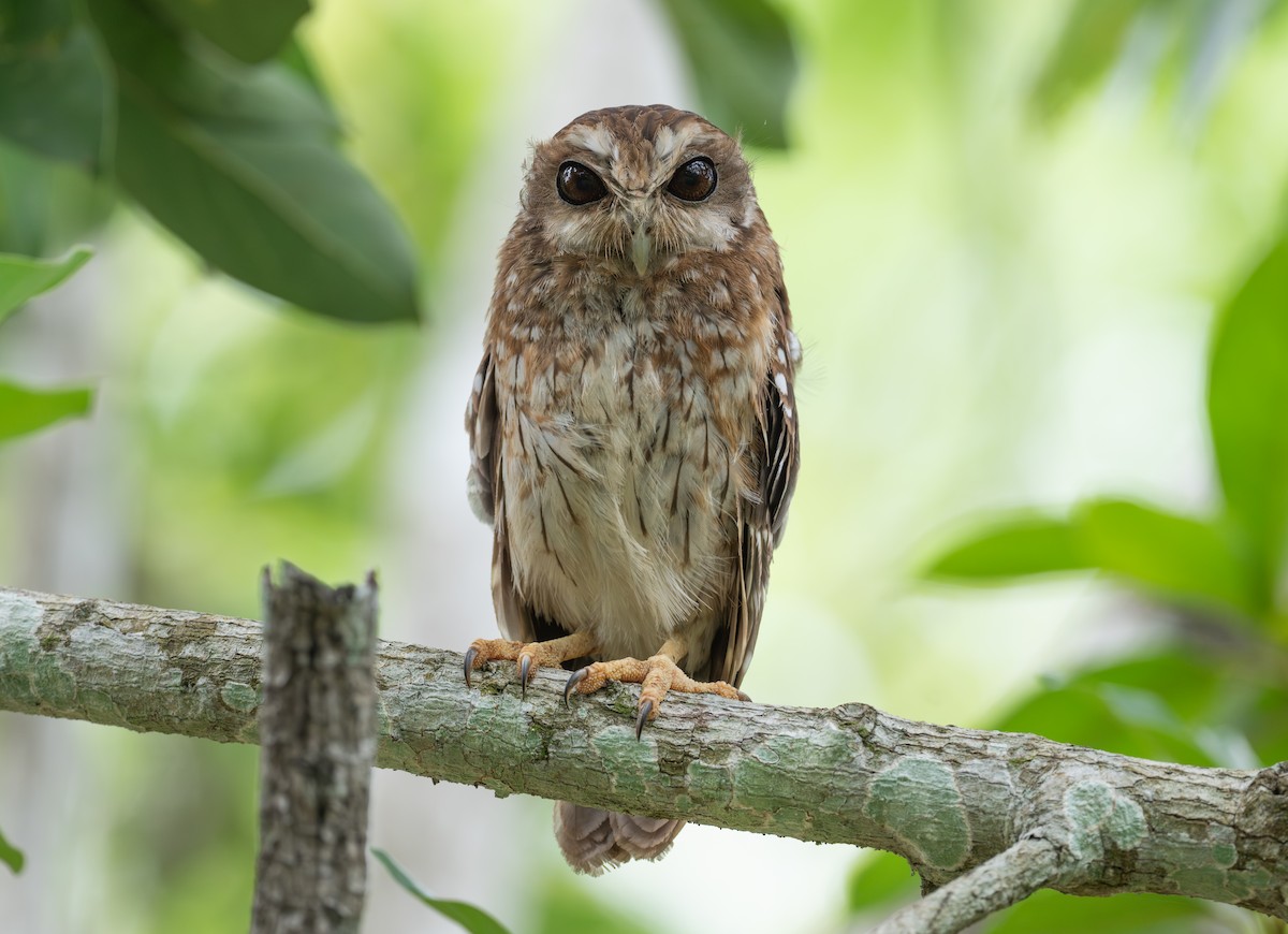 Bare-legged Owl - ML620719965