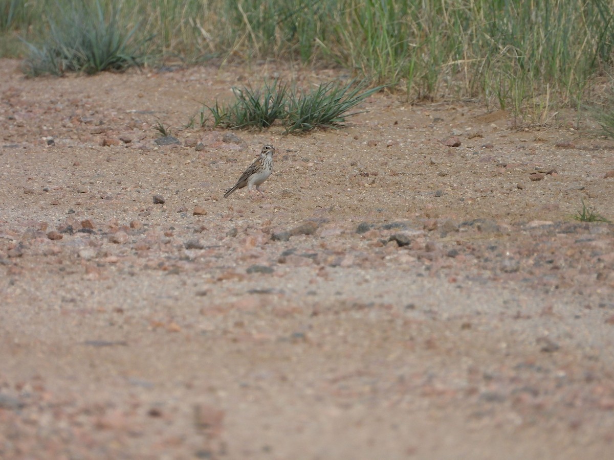 Vesper Sparrow - ML620719966