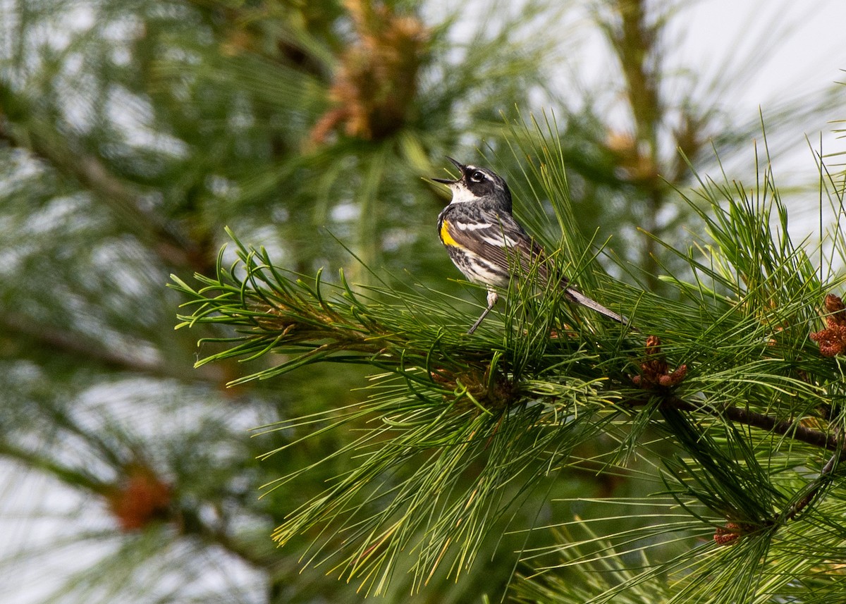 lesňáček žlutoskvrnný (ssp. coronata) - ML620719967