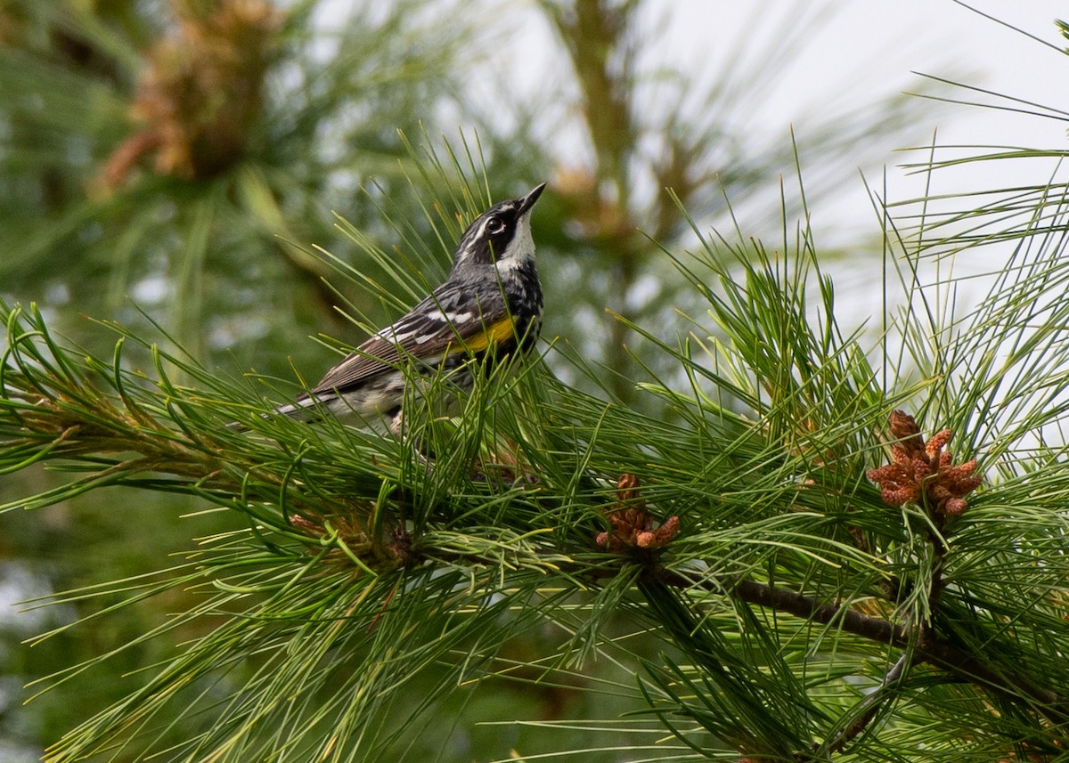 lesňáček žlutoskvrnný (ssp. coronata) - ML620719968