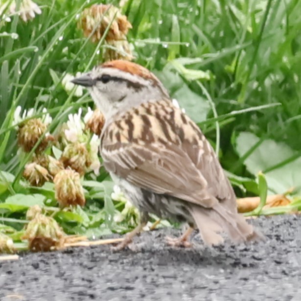 Chipping Sparrow - ML620719971