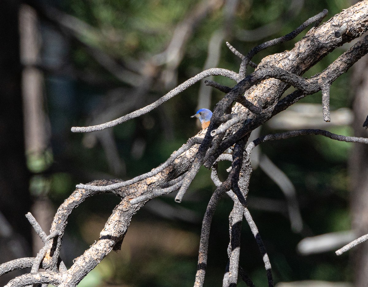 Western Bluebird - ML620719972