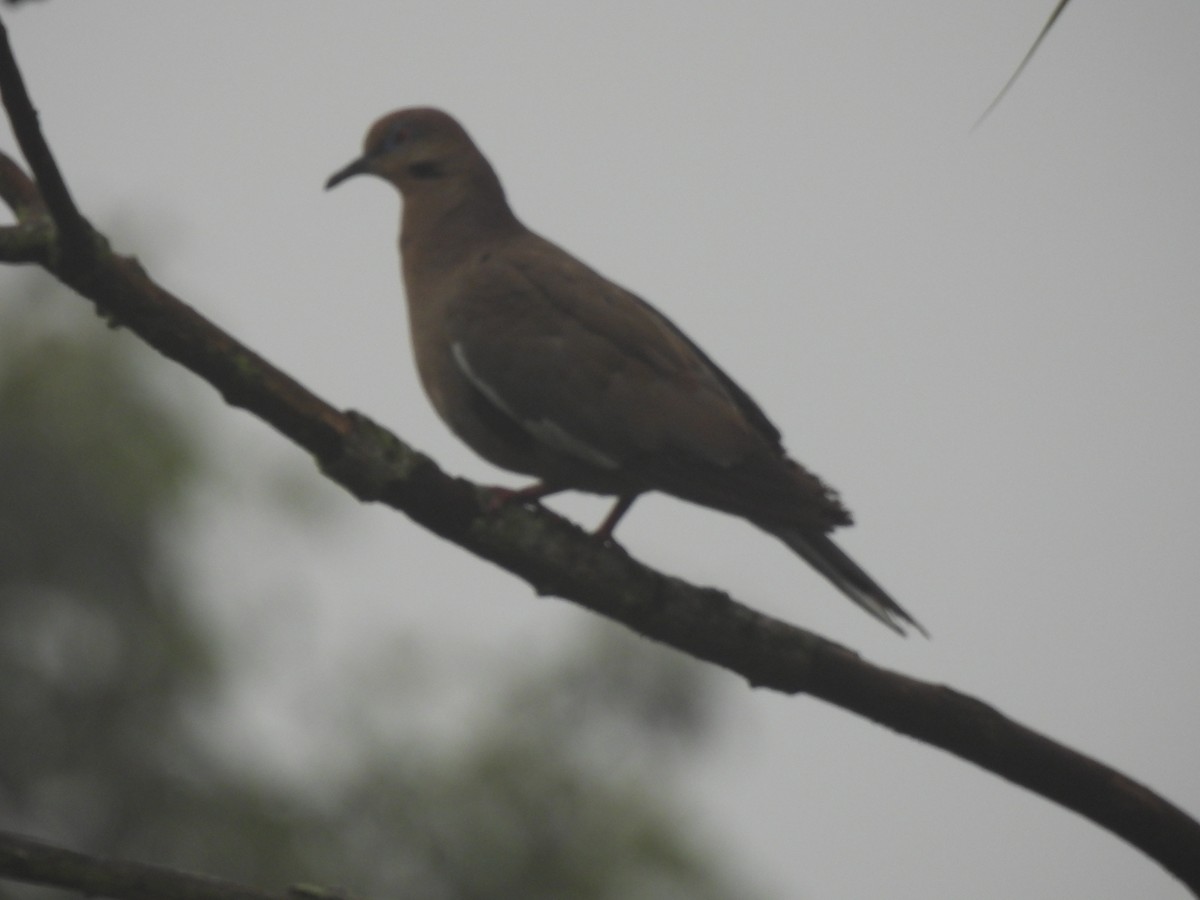 White-winged Dove - ML620719973