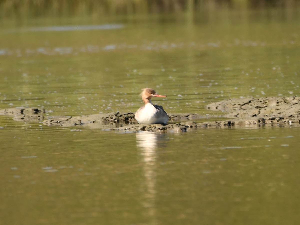 Red-breasted Merganser - ML620719974