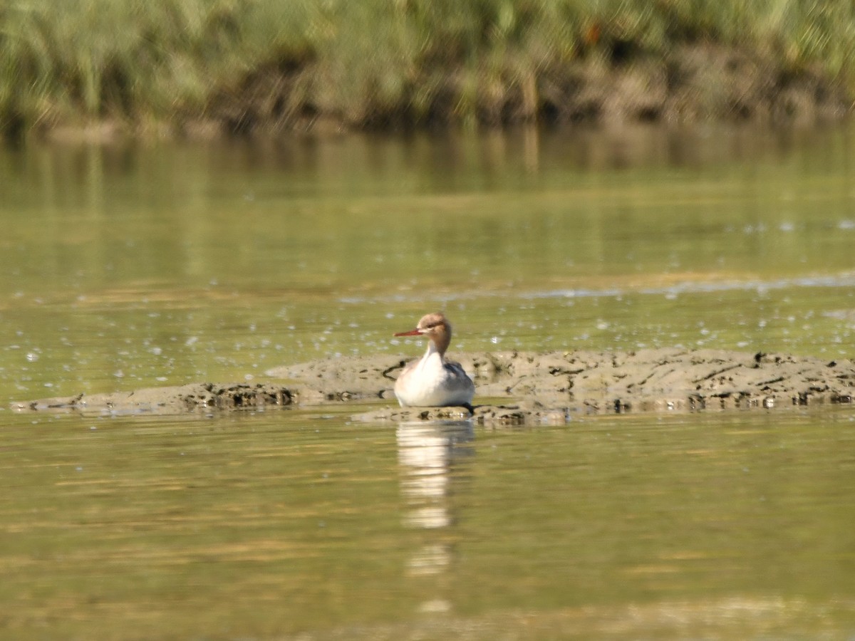 Red-breasted Merganser - ML620719975