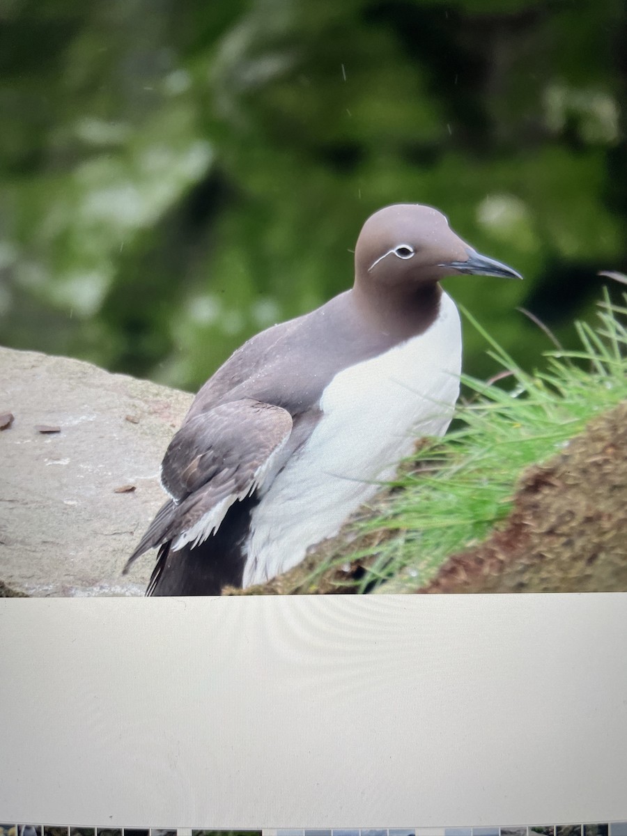 Common Murre - ML620719976