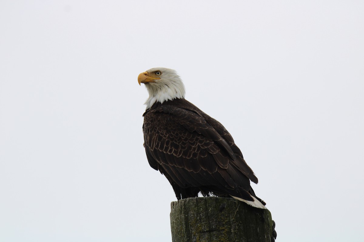 Bald Eagle - Gene Glover