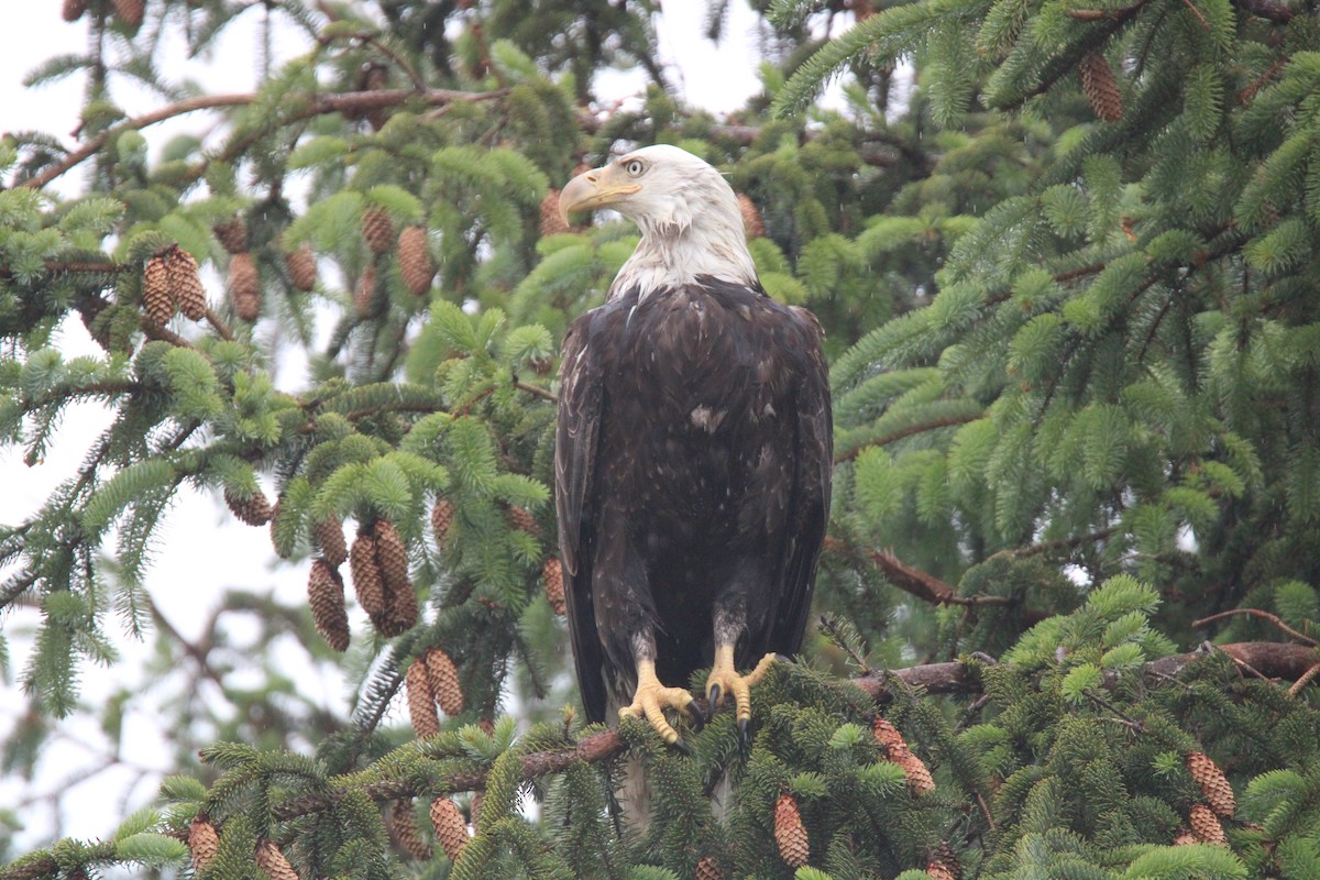 Weißkopf-Seeadler - ML620719981