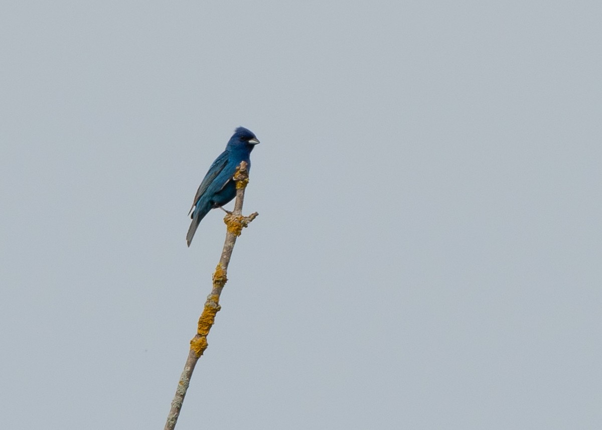 Indigo Bunting - ML620719985