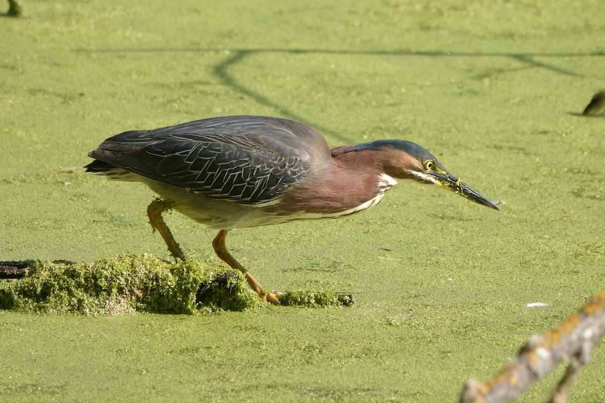 Green Heron - ML620719986