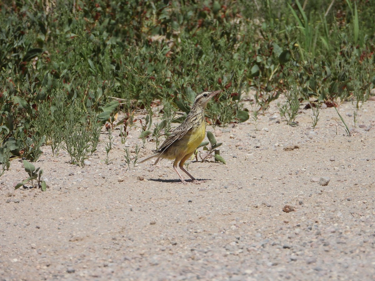 Western Meadowlark - ML620719988