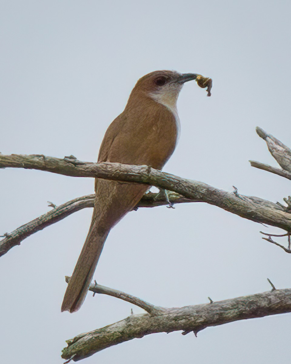 Black-billed Cuckoo - ML620719990