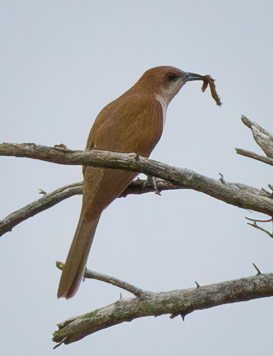 Black-billed Cuckoo - Pamela  Bevelhymer