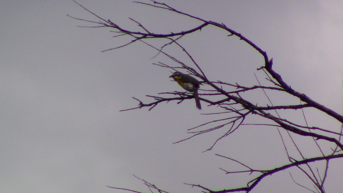 Yellow-breasted Chat - ML620719992