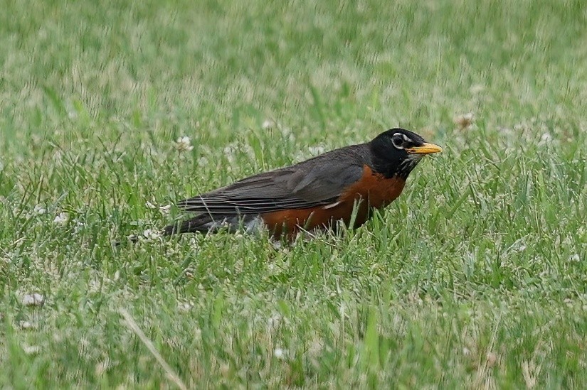 American Robin - ML620719993