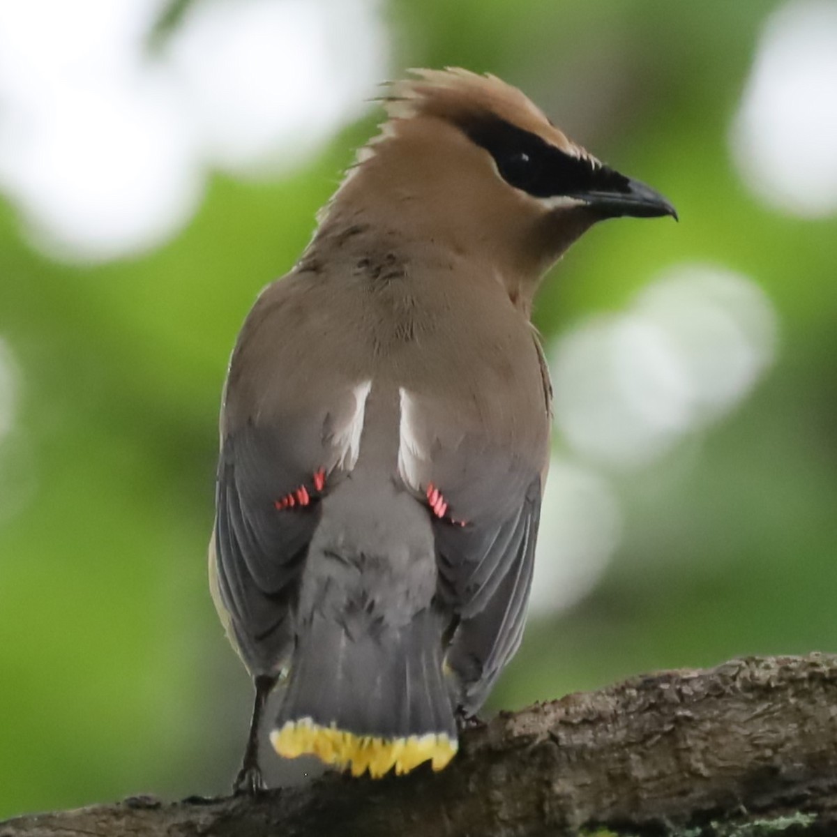 Cedar Waxwing - ML620719996