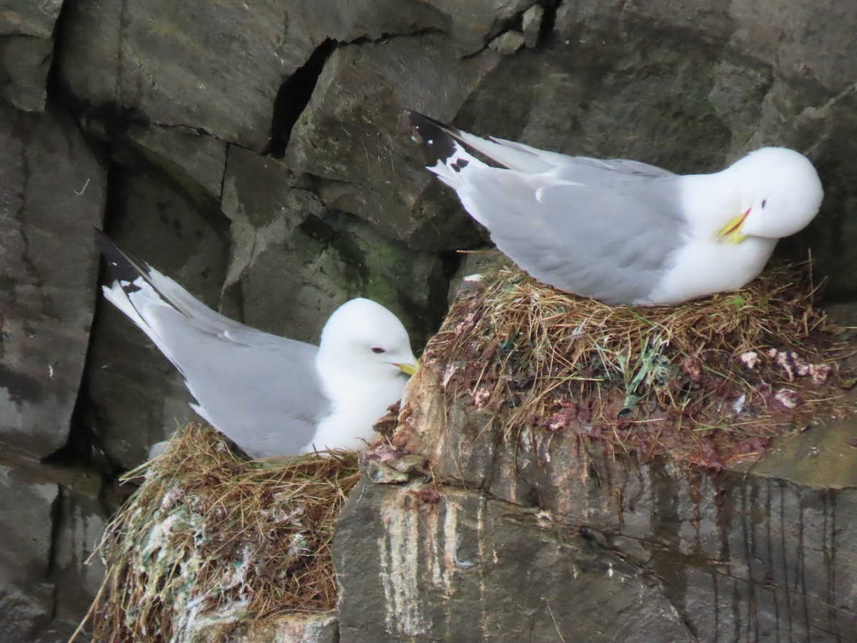 Black-legged Kittiwake - ML620719998