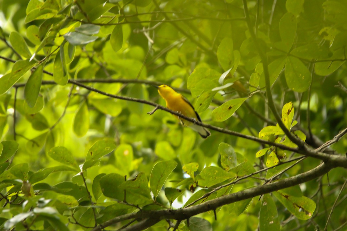 Prothonotary Warbler - ML620720000