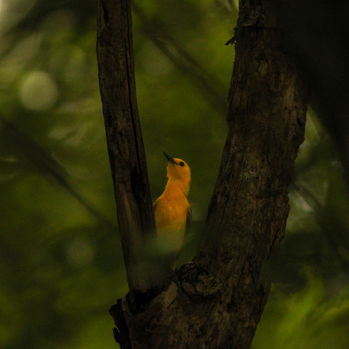 Prothonotary Warbler - ML620720001