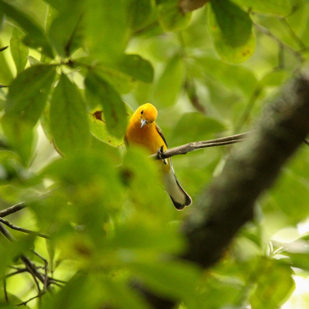 Prothonotary Warbler - ML620720002