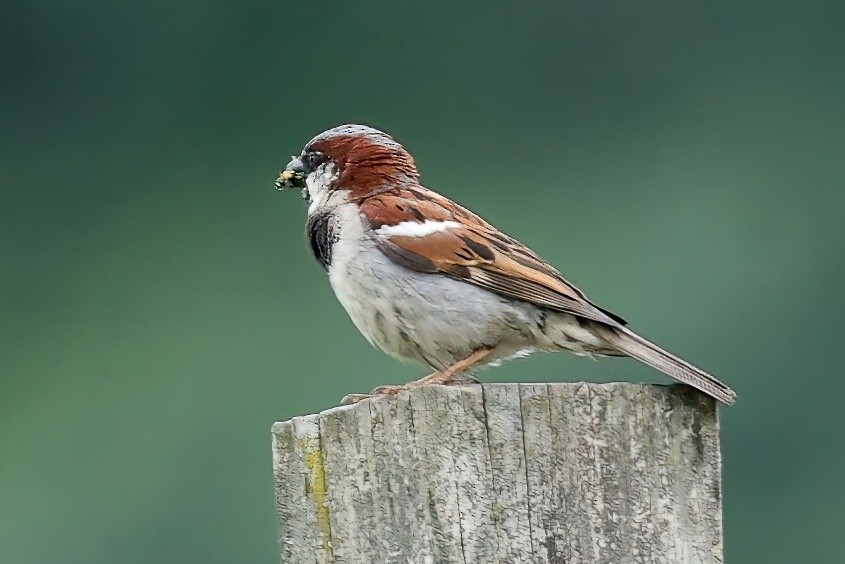 House Sparrow - ML620720004