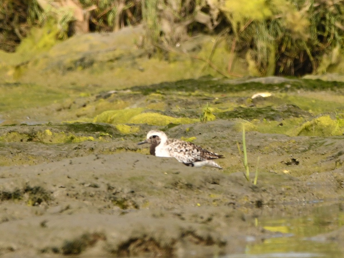 Black-bellied Plover - ML620720005