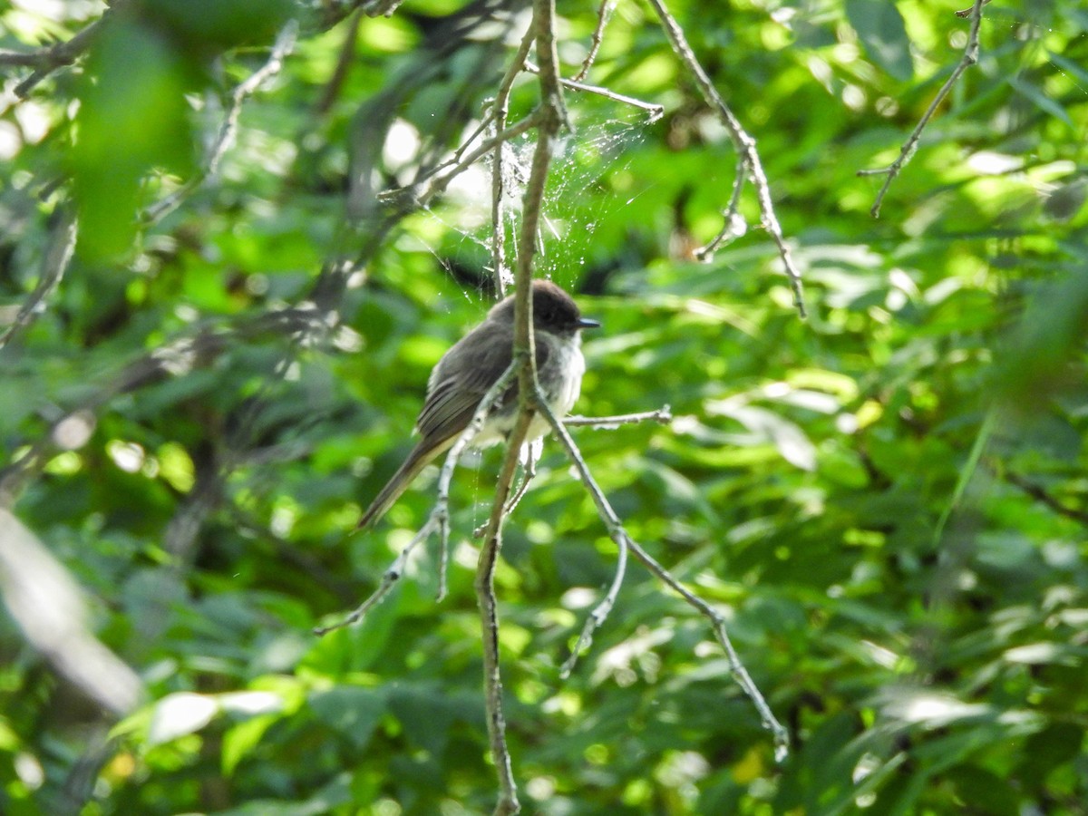 Eastern Phoebe - ML620720009