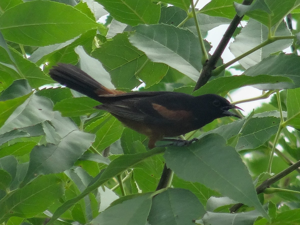 Orchard Oriole (Orchard) - ML620720010