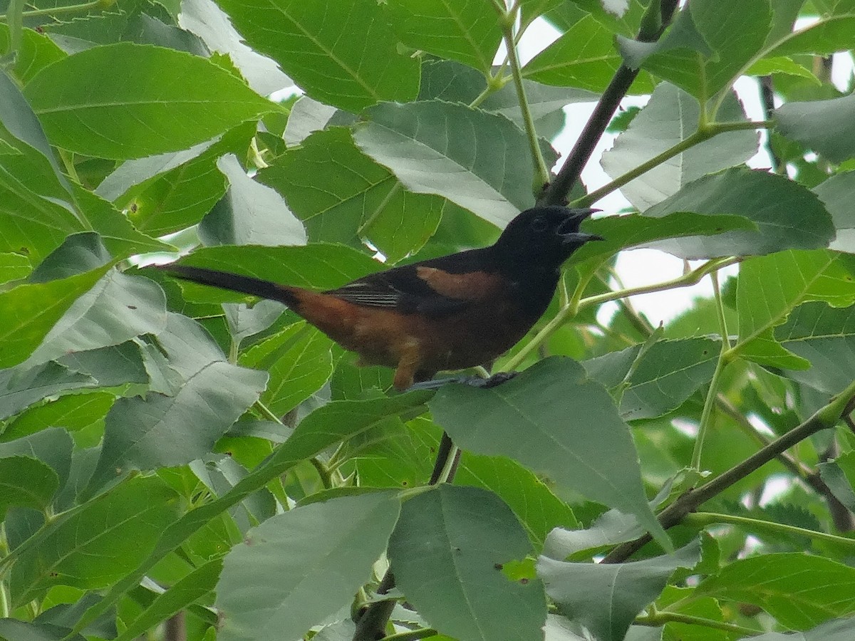 Orchard Oriole (Orchard) - ML620720011