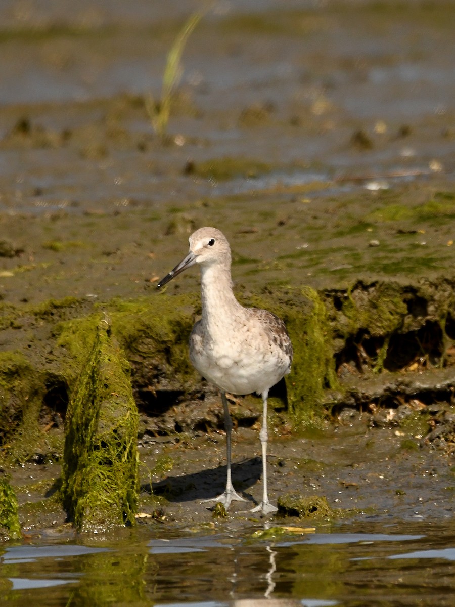 Willet - ML620720018