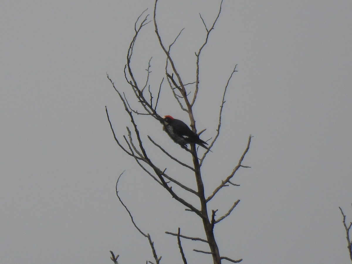 Acorn Woodpecker - ML620720024