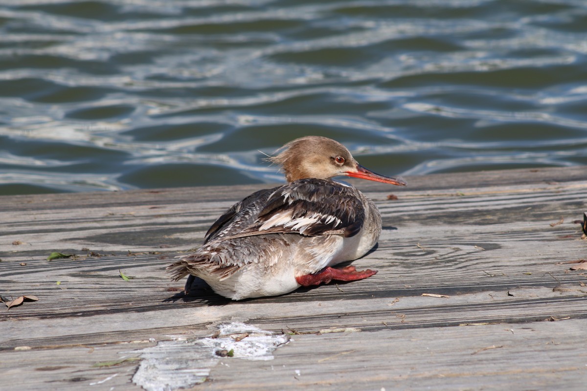 Red-breasted Merganser - ML620720025