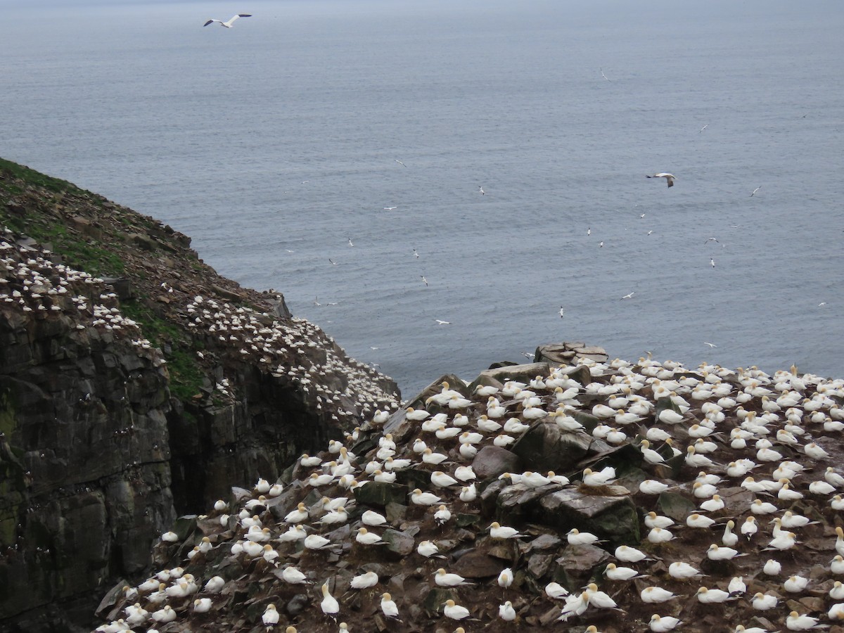 Northern Gannet - ML620720026