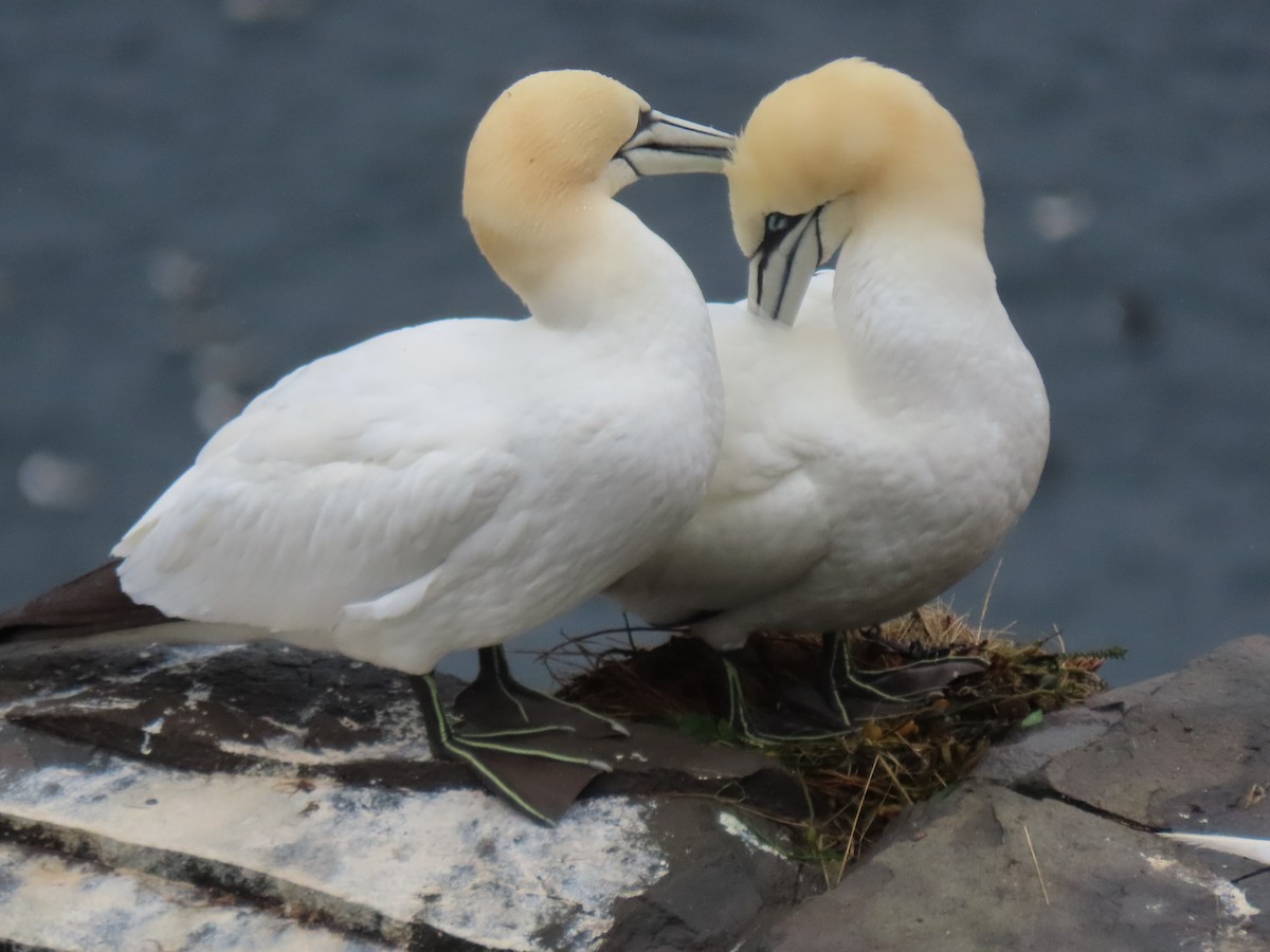 Northern Gannet - ML620720029