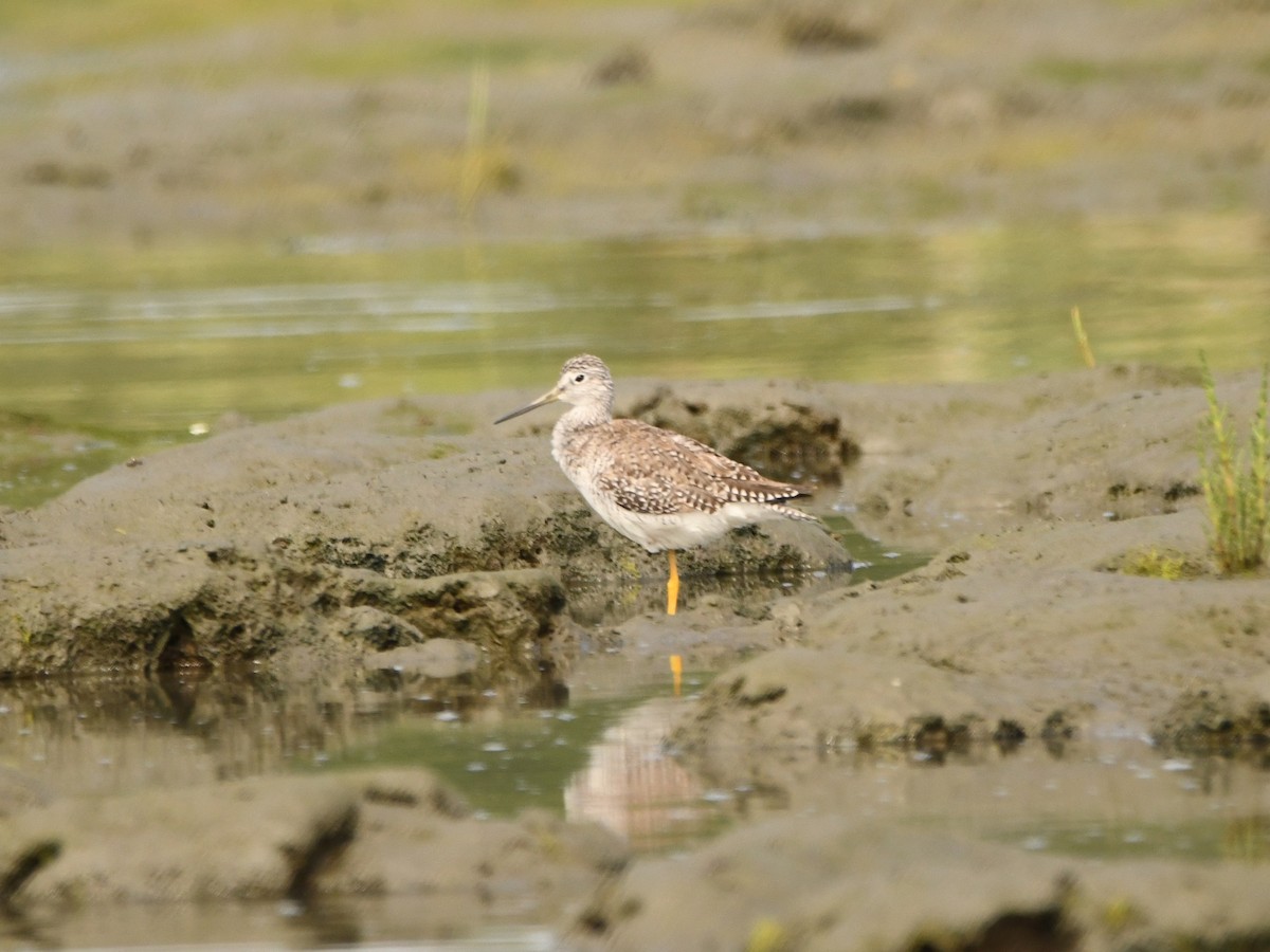 Greater Yellowlegs - ML620720031