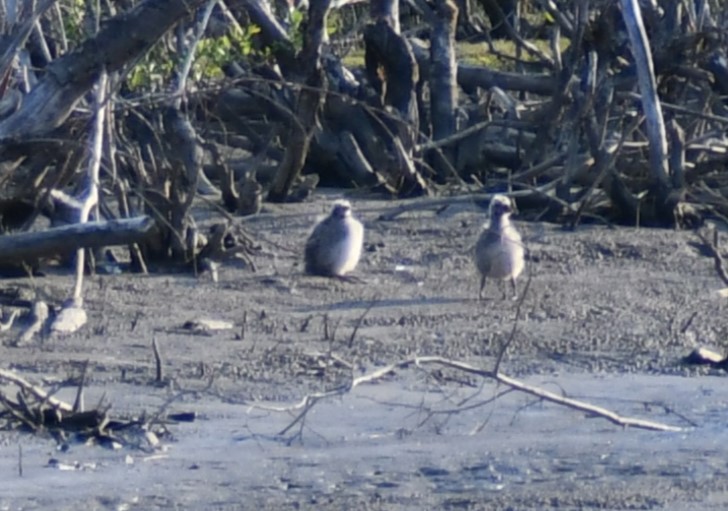 gull sp. - ML620720032