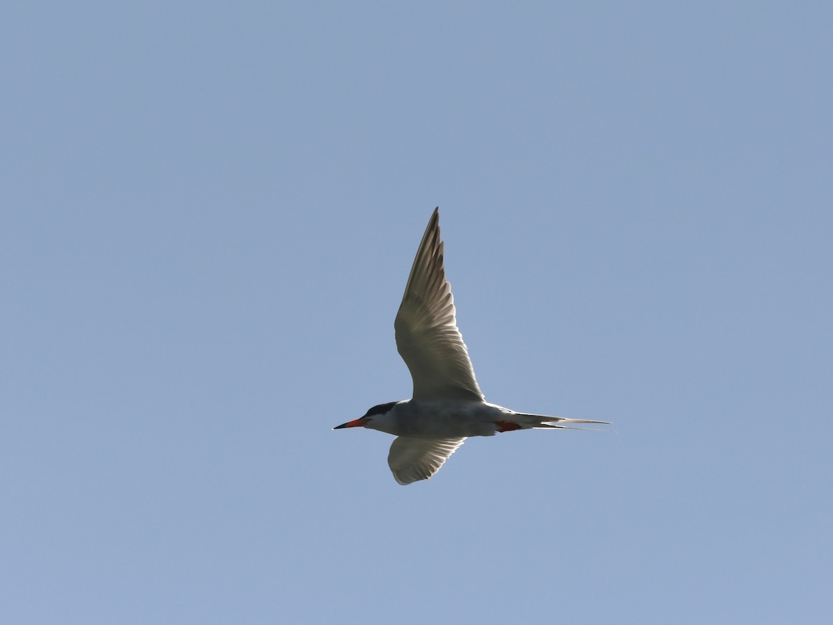 Forster's Tern - ML620720034