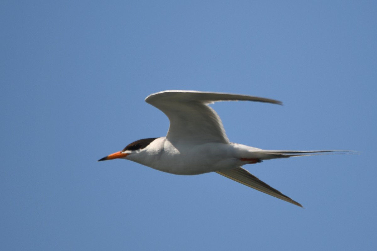 Forster's Tern - ML620720035