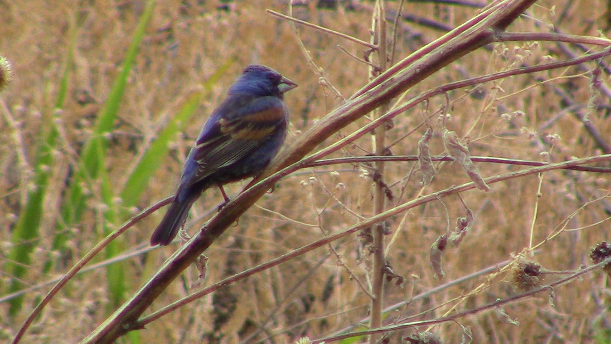 Guiraca bleu - ML620720037