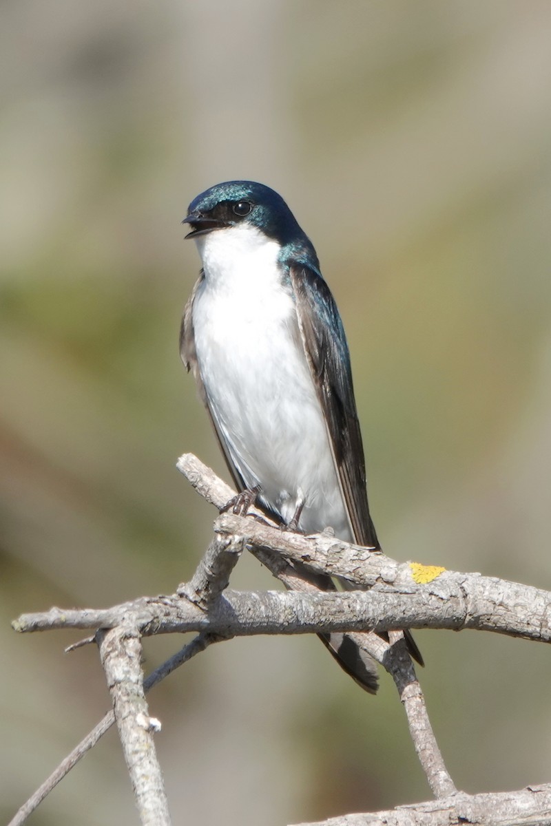 Golondrina Bicolor - ML620720038