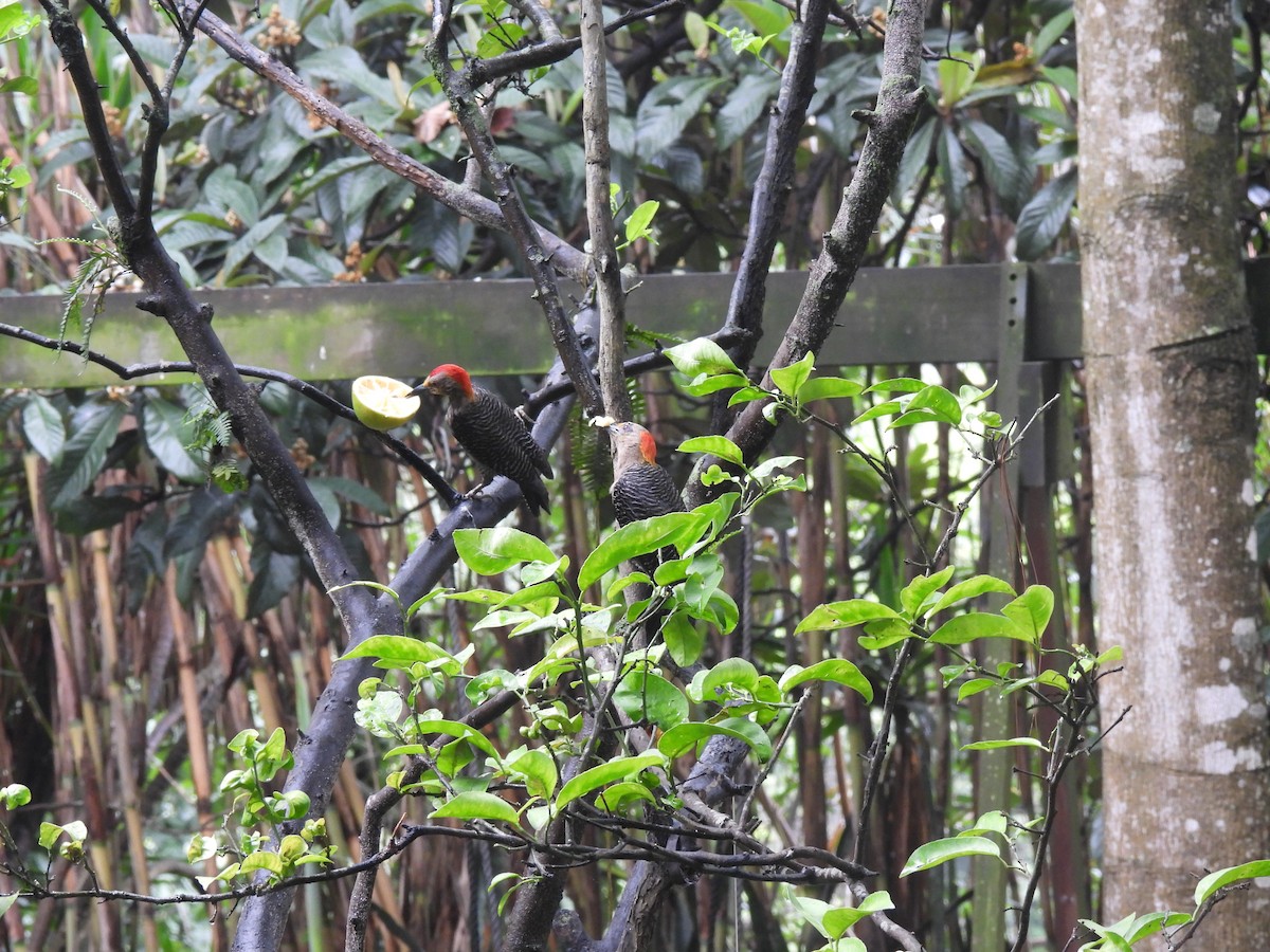 Golden-fronted Woodpecker - ML620720039